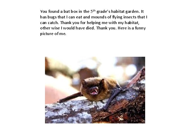 You found a bat box in the 5 th grade’s habitat garden. It has