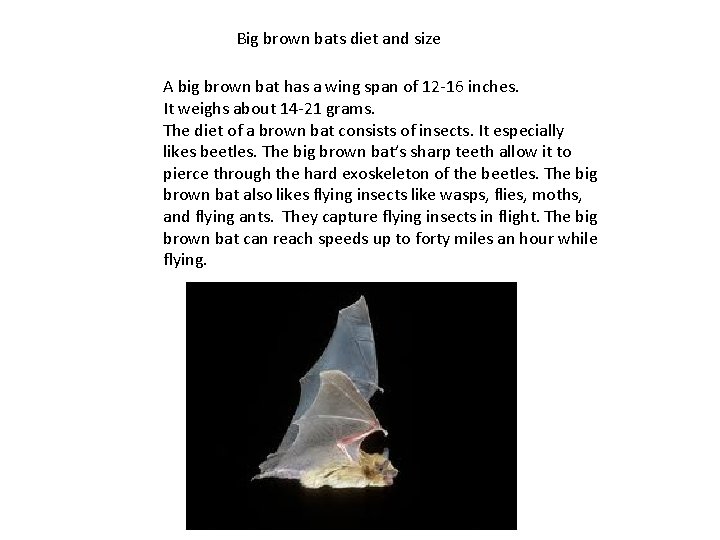 Big brown bats diet and size A big brown bat has a wing span