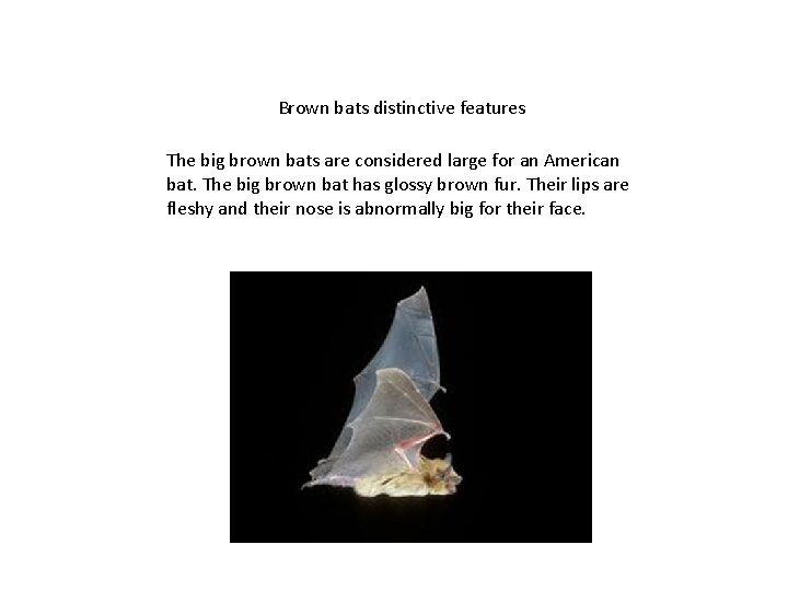 Brown bats distinctive features The big brown bats are considered large for an American