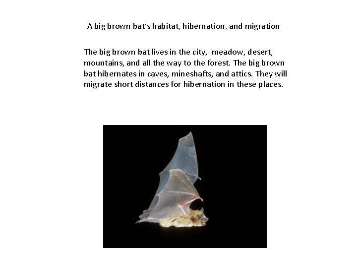 A big brown bat’s habitat, hibernation, and migration The big brown bat lives in