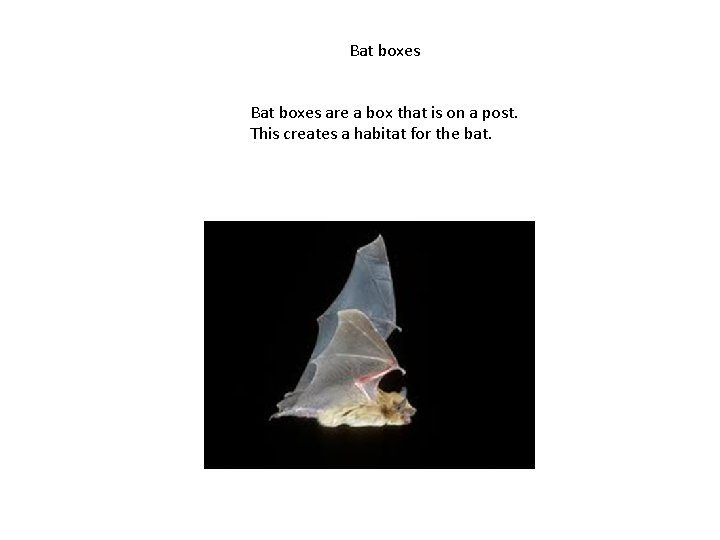 Bat boxes are a box that is on a post. This creates a habitat