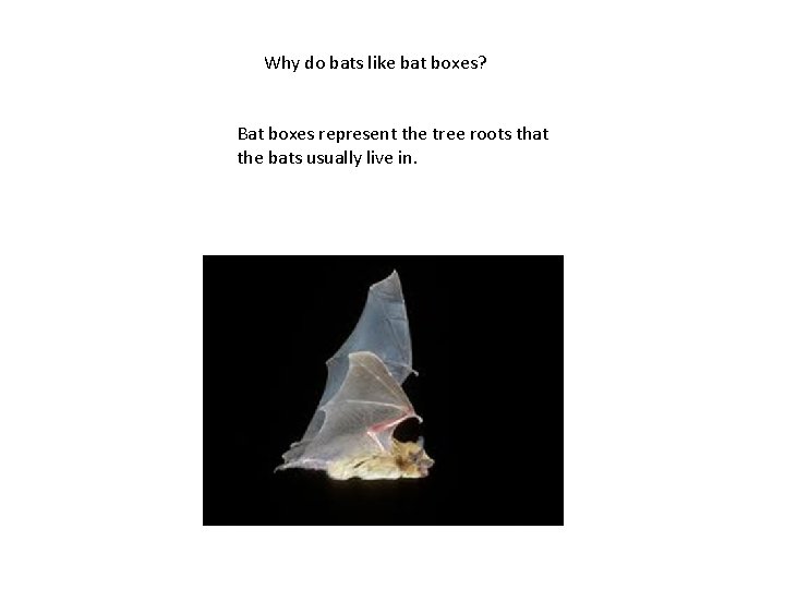 Why do bats like bat boxes? Bat boxes represent the tree roots that the