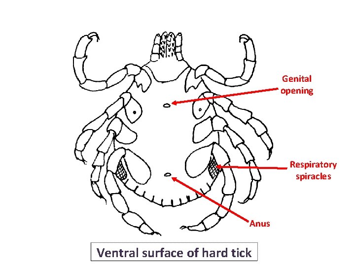 Genital opening Respiratory spiracles Anus Ventral surface of hard tick Genital opening Respiratory spiracles Anus Ventral surface of hard tick