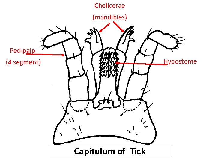 Chelicerae (mandibles) Pedipalp Hypostome (4 segment) Capitulum of Tick Chelicerae (mandibles) Pedipalp Hypostome (4 segment) Capitulum of Tick