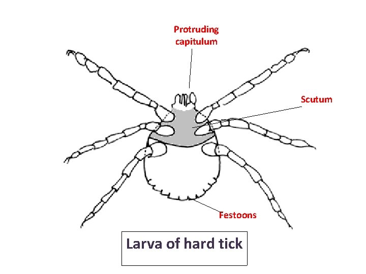 Protruding capitulum Scutum Festoons Larva of hard tick Protruding capitulum Scutum Festoons Larva of hard tick