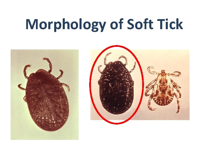 Morphology of Soft Tick Morphology of Soft Tick