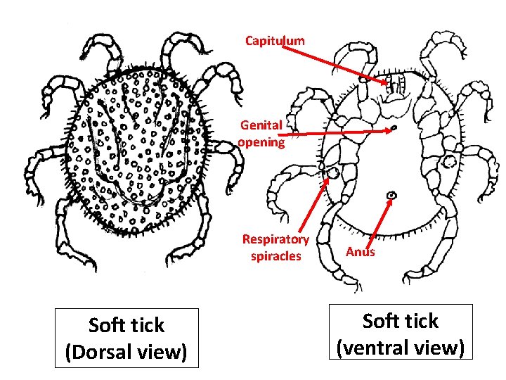 Capitulum Genital opening Respiratory spiracles Soft tick (Dorsal view) Anus Soft tick (ventral view) Capitulum Genital opening Respiratory spiracles Soft tick (Dorsal view) Anus Soft tick (ventral view)