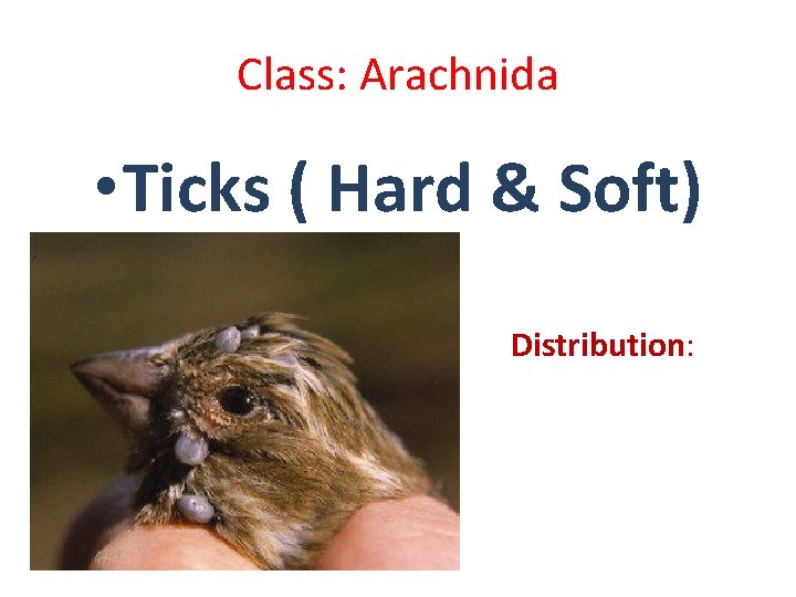 Class: Arachnida • Ticks ( Hard & Soft) Distribution: Class: Arachnida • Ticks ( Hard & Soft) Distribution: