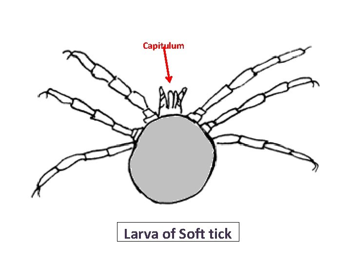 Capitulum Larva of Soft tick Capitulum Larva of Soft tick