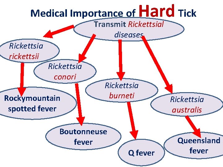 Medical Importance of Hard Tick Transmit Rickettsial diseases Rickettsia rickettsii Rickettsia conori Rockymountain spotted Medical Importance of Hard Tick Transmit Rickettsial diseases Rickettsia rickettsii Rickettsia conori Rockymountain spotted