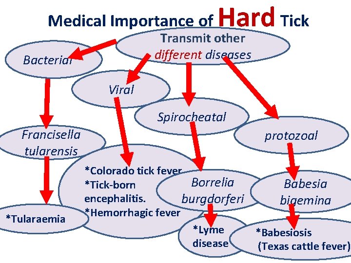 Medical Importance of Hard Tick Transmit other different diseases Bacterial Viral Spirocheatal Francisella tularensis Medical Importance of Hard Tick Transmit other different diseases Bacterial Viral Spirocheatal Francisella tularensis