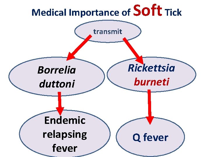Medical Importance of Soft Tick transmit Borrelia duttoni Endemic relapsing fever Rickettsia burneti Q Medical Importance of Soft Tick transmit Borrelia duttoni Endemic relapsing fever Rickettsia burneti Q