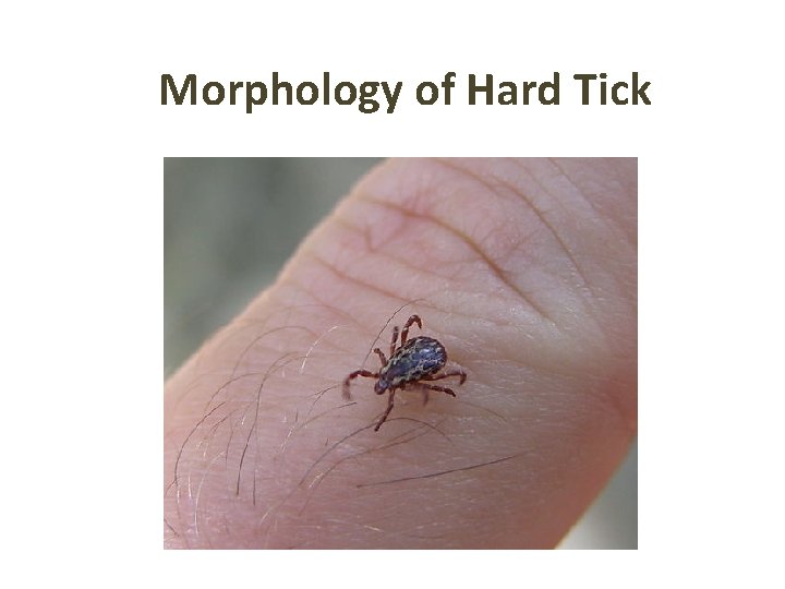 Morphology of Hard Tick Morphology of Hard Tick
