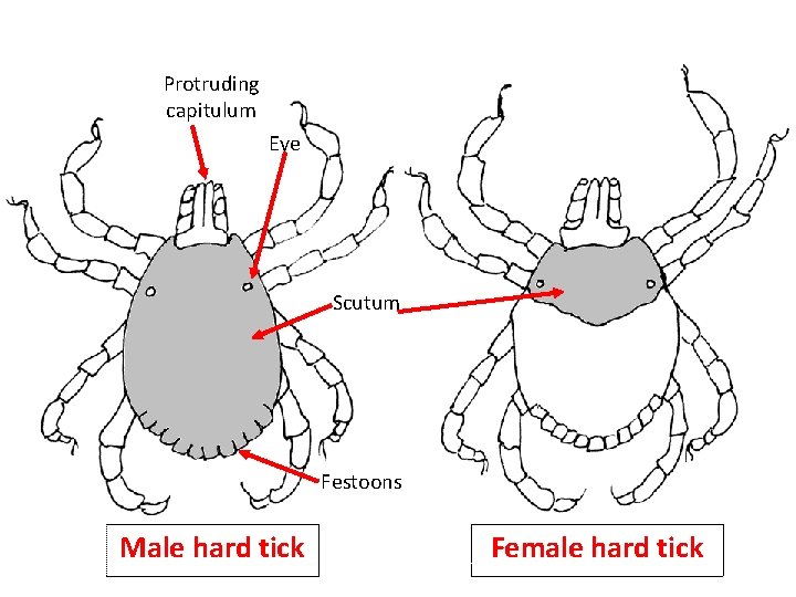 Protruding capitulum Eye Scutum Festoons Male hard tick Female hard tick Protruding capitulum Eye Scutum Festoons Male hard tick Female hard tick