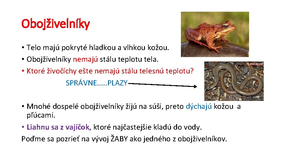 Obojživelníky • Telo majú pokryté hladkou a vlhkou kožou. • Obojživelníky nemajú stálu teplotu