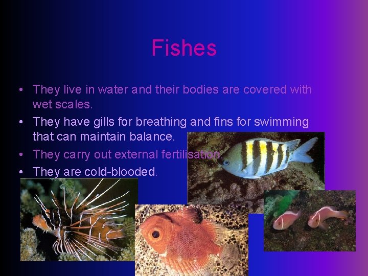 Fishes • They live in water and their bodies are covered with wet scales.