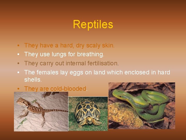 Reptiles • • They have a hard, dry scaly skin. They use lungs for