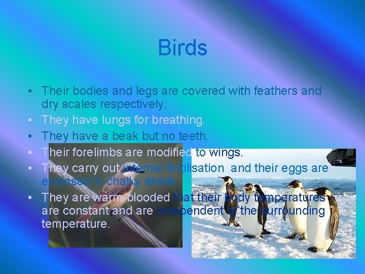 Birds • Their bodies and legs are covered with feathers and dry scales respectively.