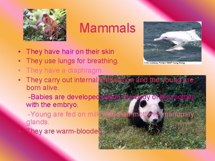 Mammals • • They have hair on their skin. They use lungs for breathing.