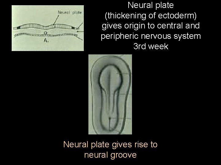 Neural plate (thickening of ectoderm) gives origin to central and peripheric nervous system 3
