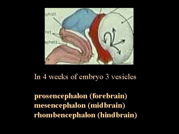 In 4 weeks of embryo 3 vesicles prosencephalon (forebrain) mesencephalon (midbrain) rhombencephalon (hindbrain) 