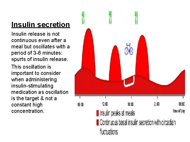 Insulin secretion Insulin release is not continuous even after a meal but oscillates with