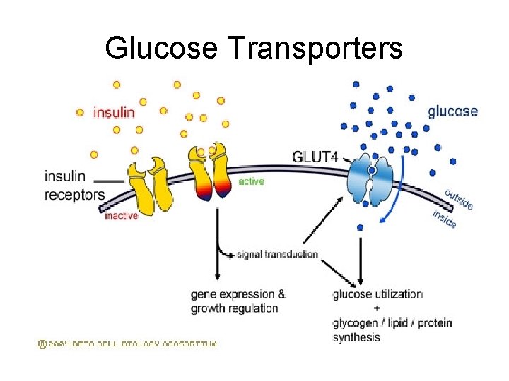 Glucose Transporters 