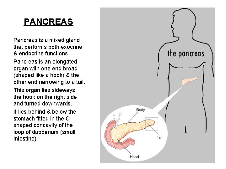 PANCREAS Pancreas is a mixed gland that performs both exocrine & endocrine functions Pancreas