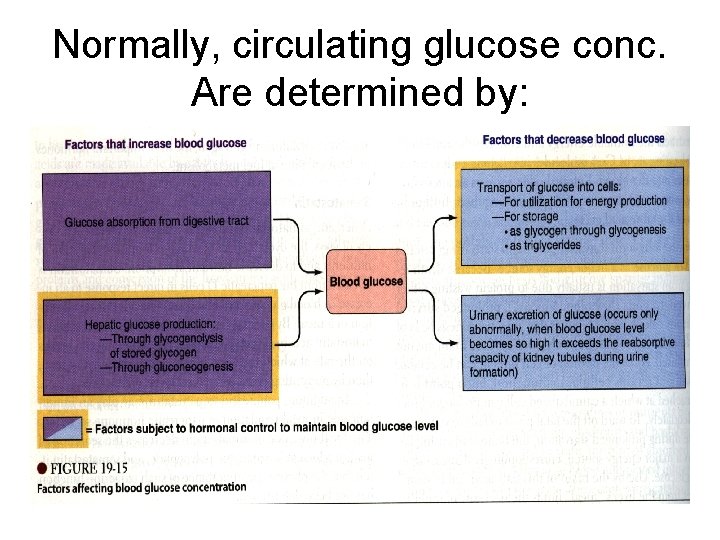 Normally, circulating glucose conc. Are determined by: 