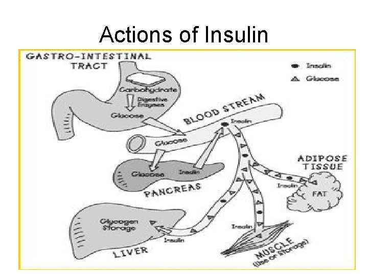 Actions of Insulin 
