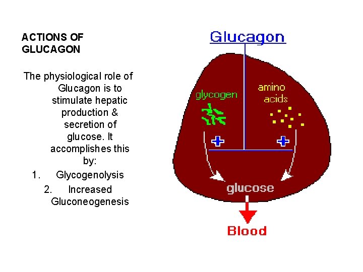 ACTIONS OF GLUCAGON The physiological role of Glucagon is to stimulate hepatic production &