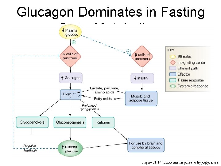 Glucagon Dominates in Fasting State Metabolism Figure 21 -14: Endocrine response to hypoglycemia 