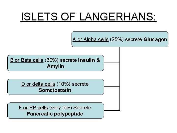 ISLETS OF LANGERHANS: A or Alpha cells (25%) secrete Glucagon B or Beta cells