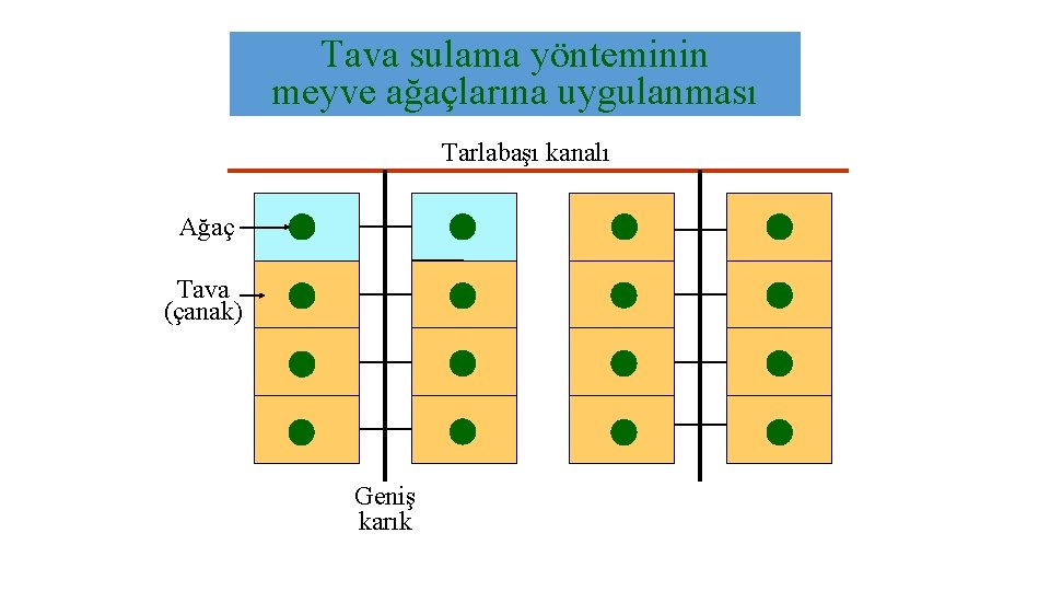 Tava sulama yönteminin meyve ağaçlarına uygulanması Tarlabaşı kanalı Ağaç Tava (çanak) Geniş karık 