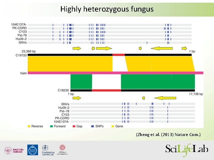 Highly heterozygous fungus (Zheng et al. (2013) Nature Com. ) 