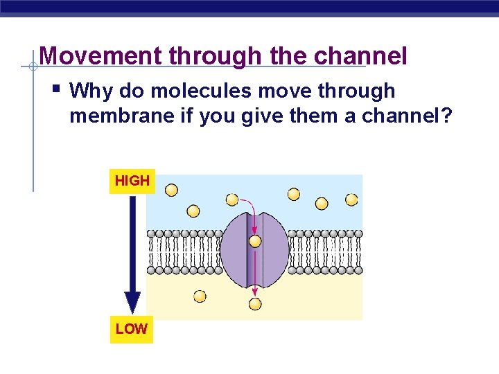 Movement through the channel § Why do molecules move through membrane if you give