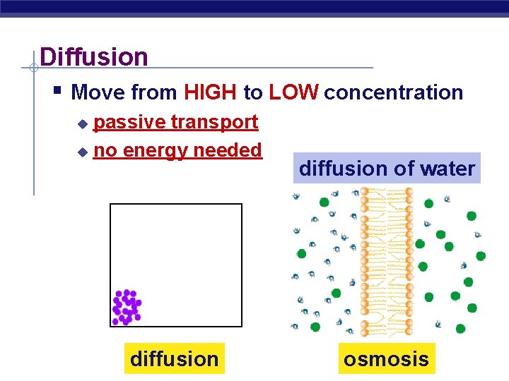 Diffusion § Move from HIGH to LOW concentration passive transport u no energy needed