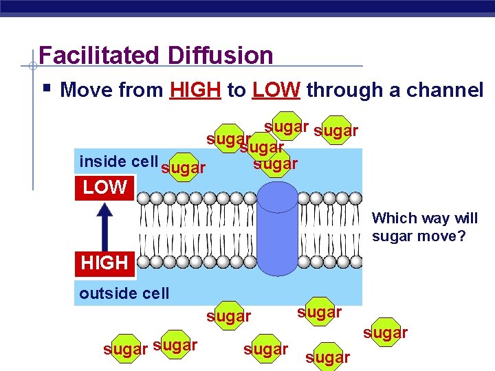 Facilitated Diffusion § Move from HIGH to LOW through a channel sugar inside cell