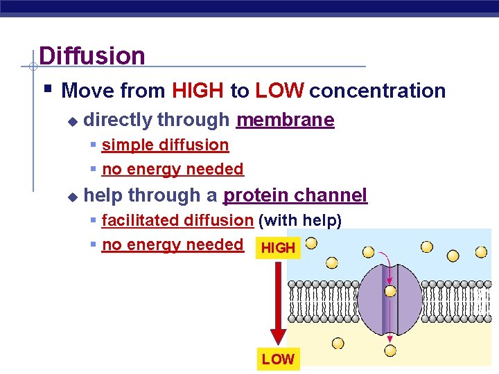 Diffusion § Move from HIGH to LOW concentration u directly through membrane § simple