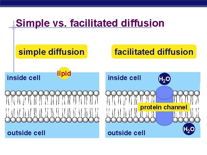 Simple vs. facilitated diffusion simple diffusion inside cell lipid facilitated diffusion inside cell H