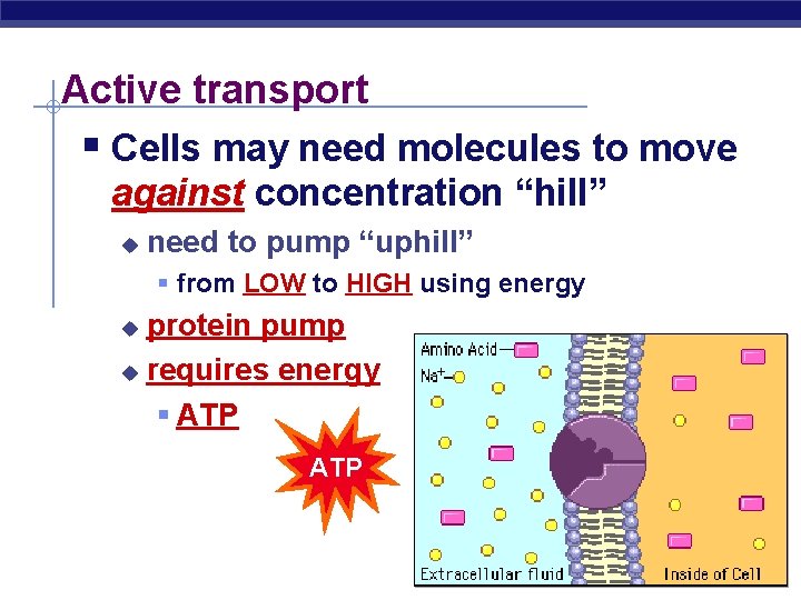Active transport § Cells may need molecules to move against concentration “hill” u need