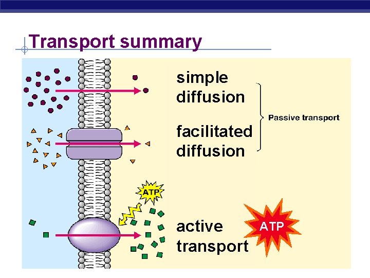 Transport summary simple diffusion facilitated diffusion active transport ATP 