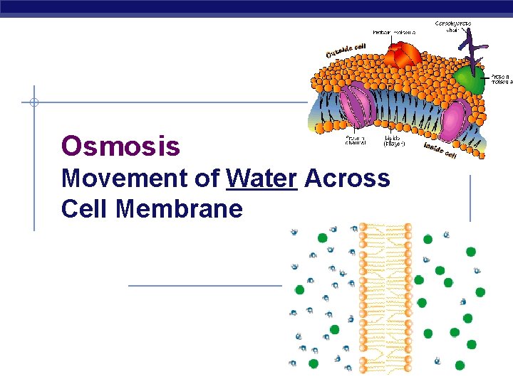 Osmosis Movement of Water Across Cell Membrane 