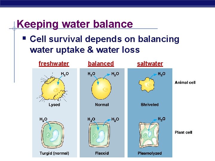 Keeping water balance § Cell survival depends on balancing water uptake & water loss
