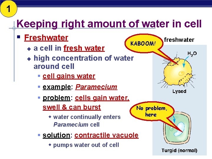 1 Keeping right amount of water in cell § Freshwater KABOOM! freshwater a cell