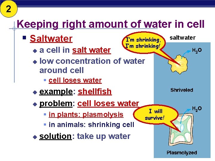 2 Keeping right amount of water in cell § Saltwater I’m shrinking, I’m shrinking!
