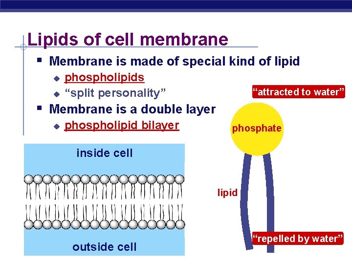 Lipids of cell membrane § Membrane is made of special kind of lipid u