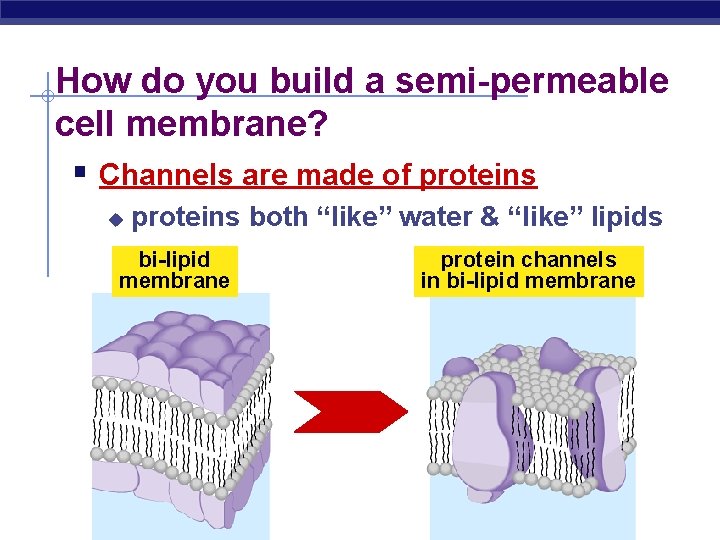 How do you build a semi-permeable cell membrane? § Channels are made of proteins