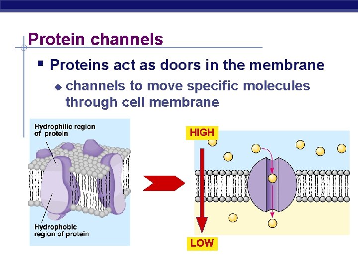 Protein channels § Proteins act as doors in the membrane u channels to move