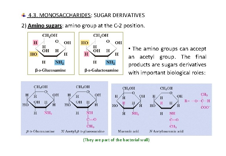 4. 3. MONOSACCHARIDES: SUGAR DERIVATIVES 2) Amino sugars: amino group at the C-2 position.